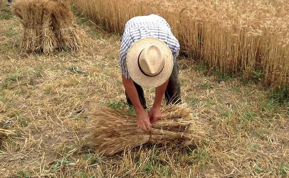 Torna a Grottaglie la festa della mietitura del grano