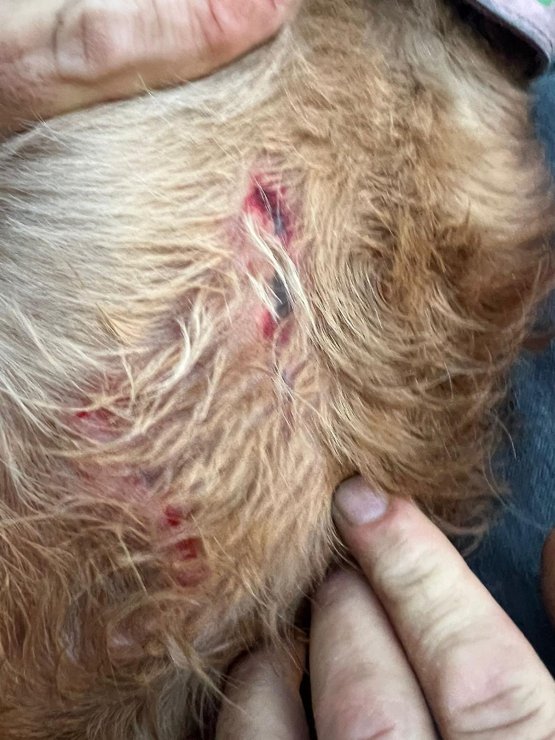 Il piccolo cocker spaniel aggredito - foto di Francesco Manfuso
