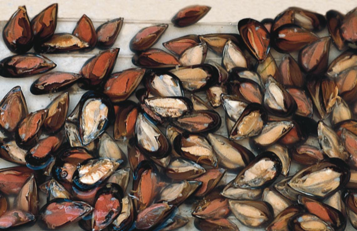 Cozze nere