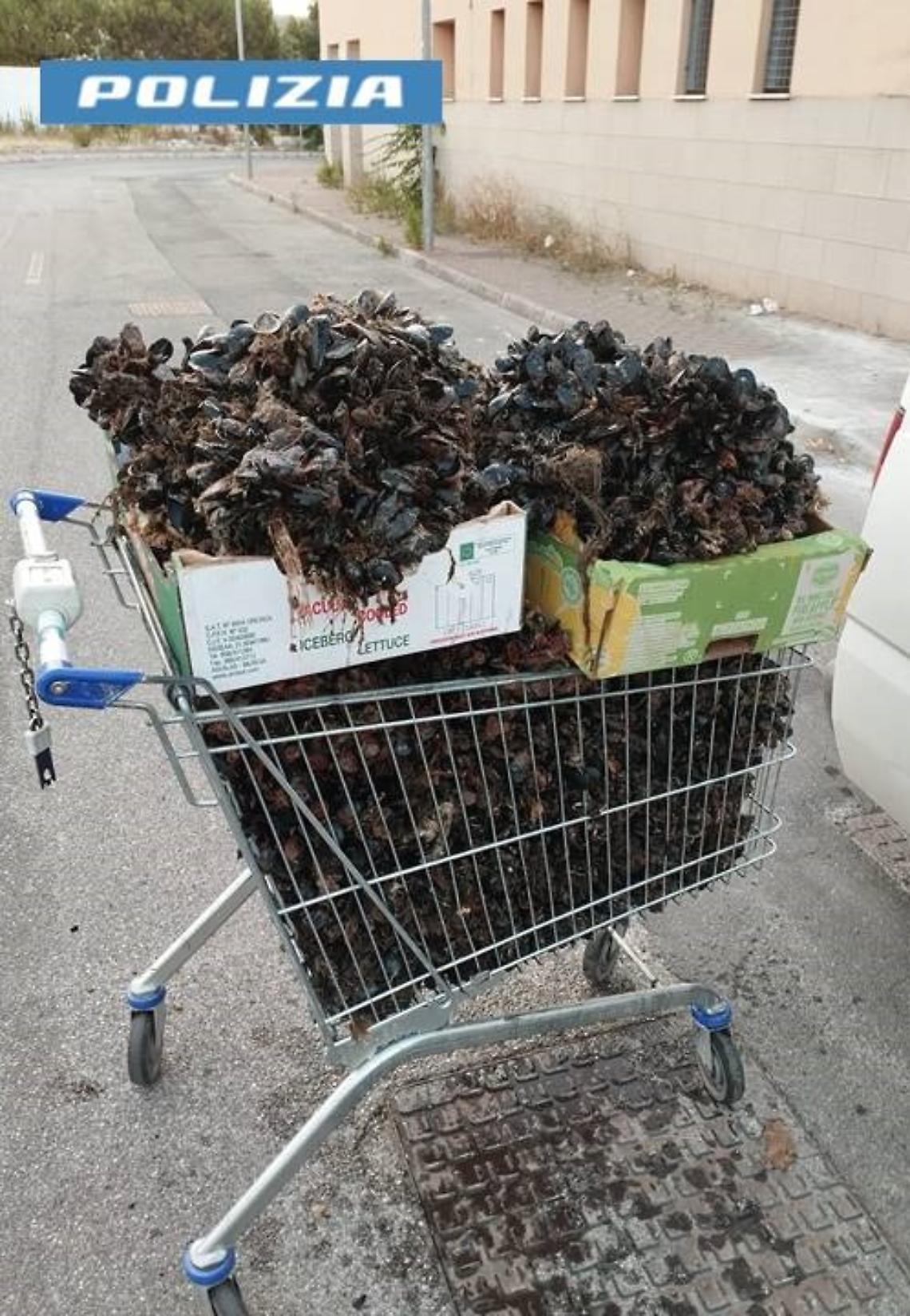 Una parte delle cozze sequestrate dagli agenti del commissariato Borgo