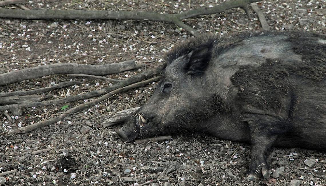 Un cinghiale