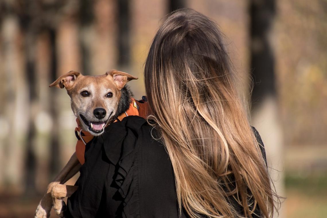 Nell'ordinanza sindacale le nuove regole per i proprietari di cani