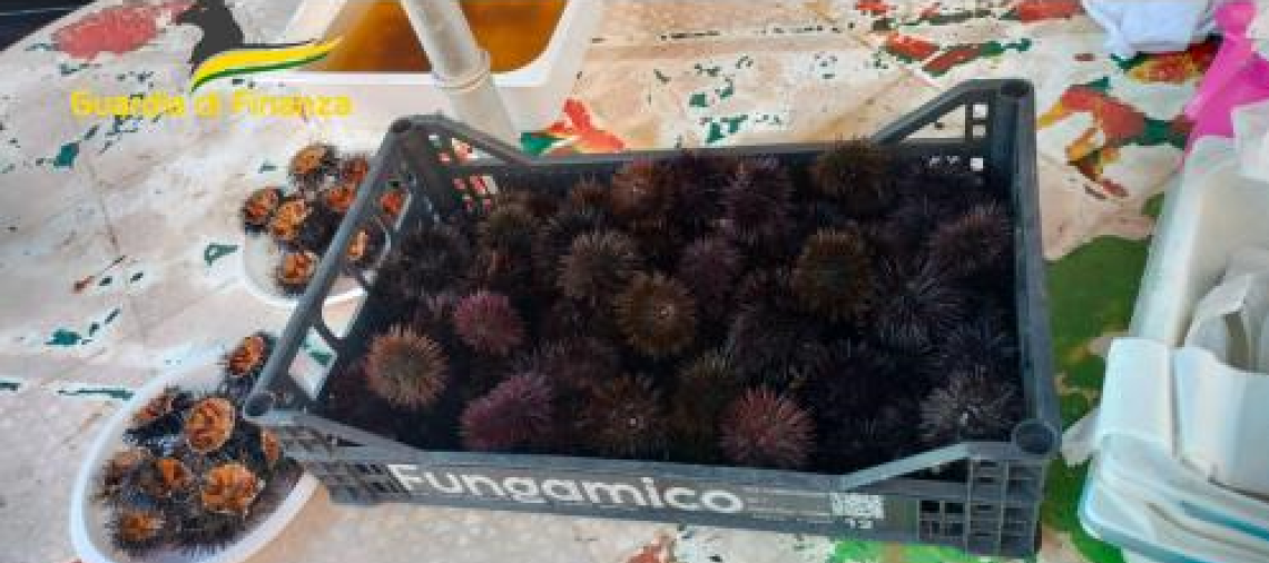I ricci di mare sequestrati a Barletta