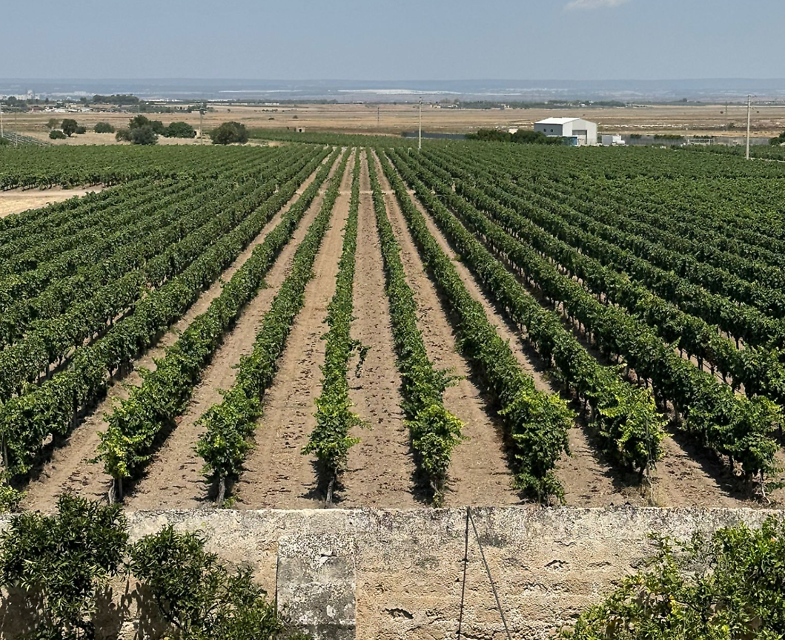 Vigneti