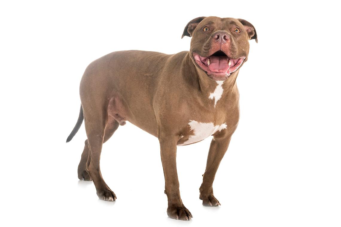 Un pitbull - archivio