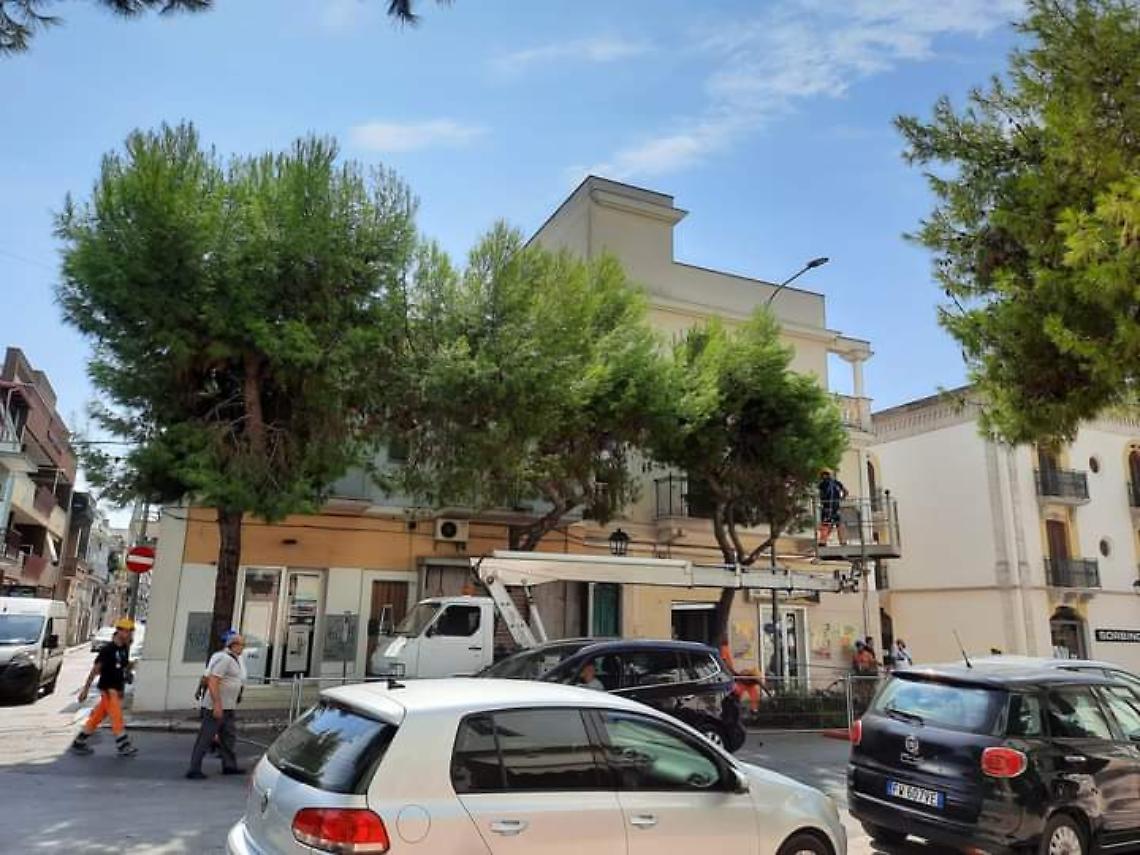 Taglio degli alberi a Grottaglie