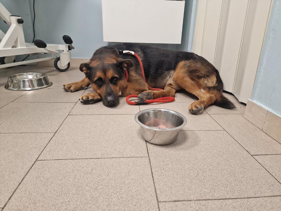 Il cane Max assistito negli ultimi giorni di vita