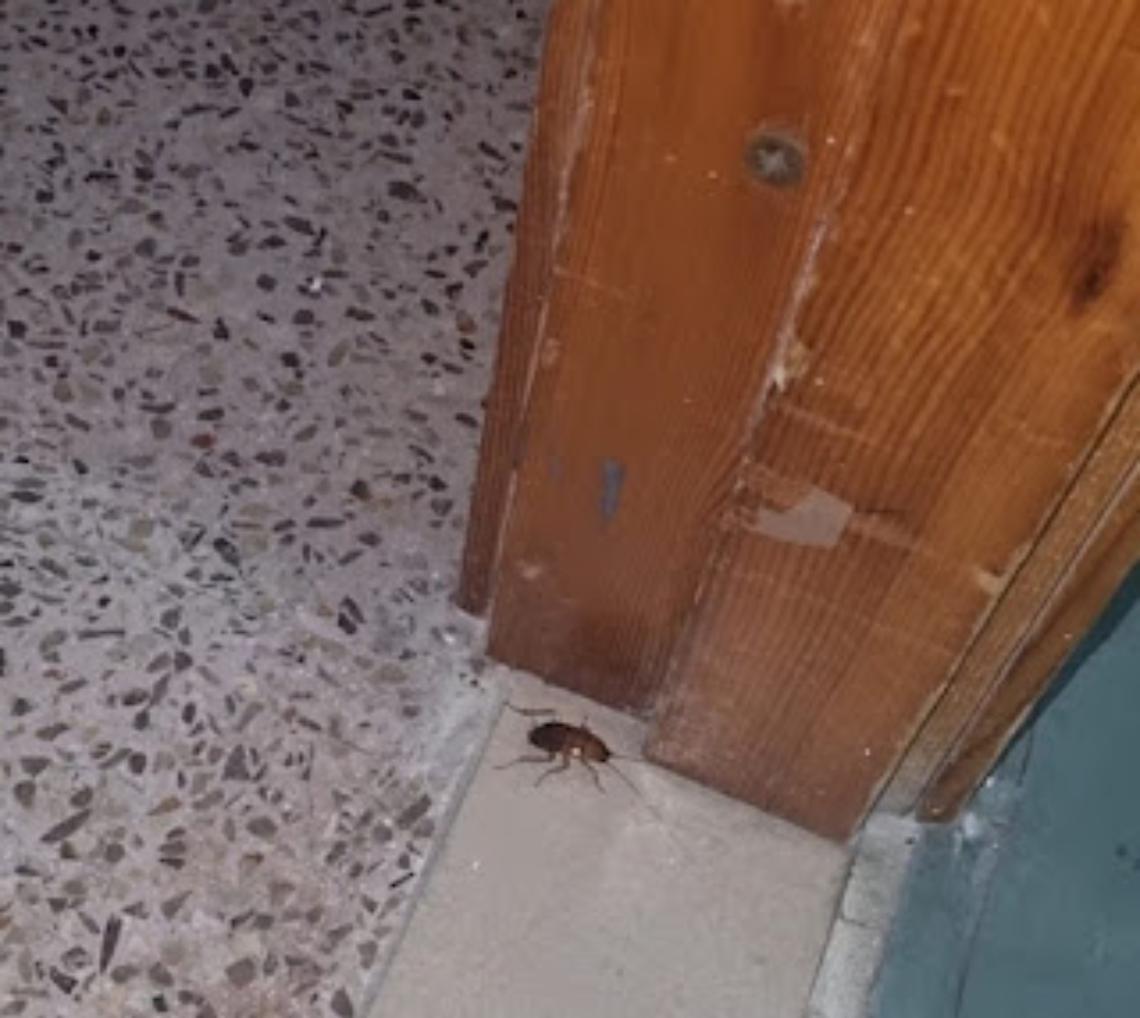 Scarafaggi all'interno degli asili nido comunali
