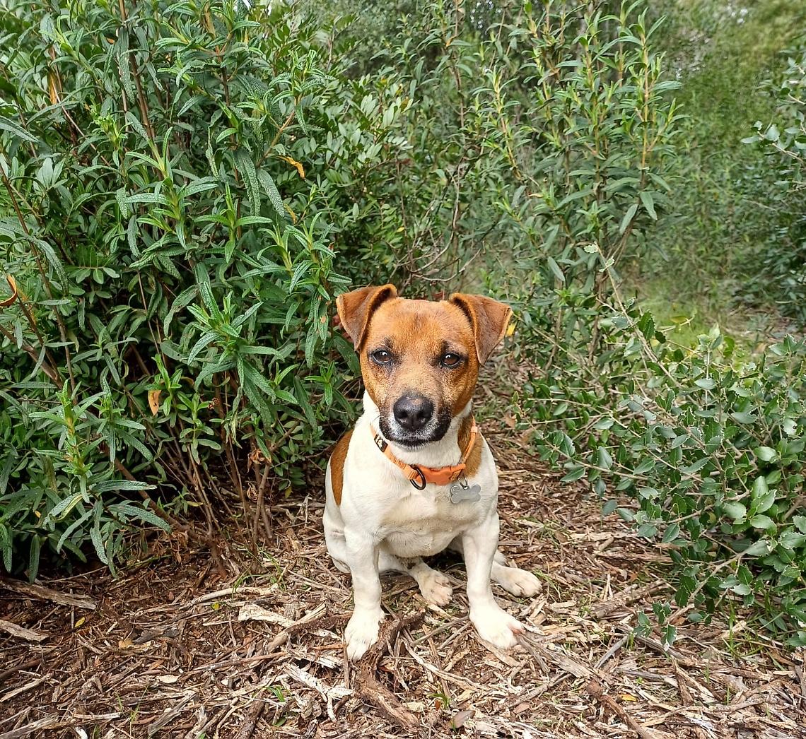 Il cagnolino sbranato