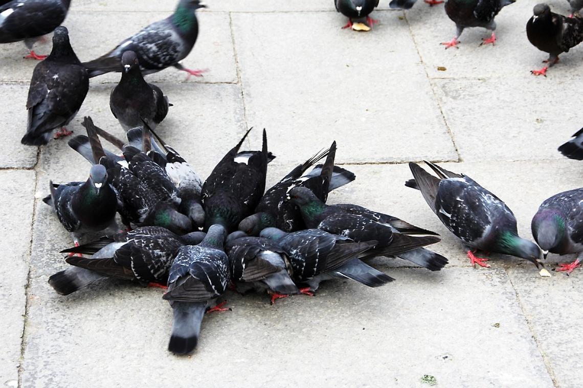 A Grottaglie è in crescente aumento la popolazione di “piccioni urbani”