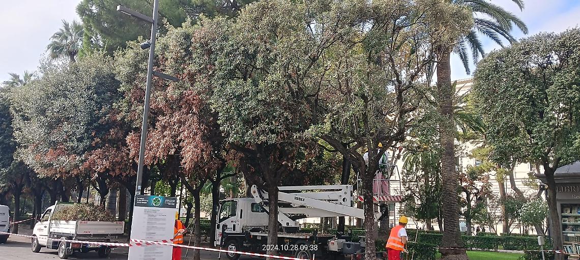 Le operazioni di eliminazione delle parti secche degli alberi in piazza Umberto a Bari