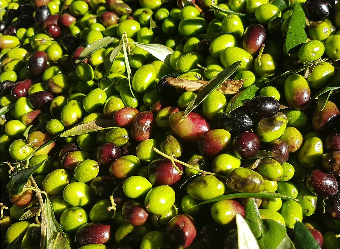 Olive