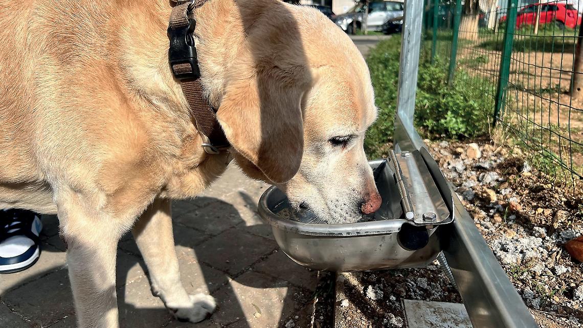 A Grottaglie il primo &ldquo;Zebar&rdquo; per gli amici a quattro zampe