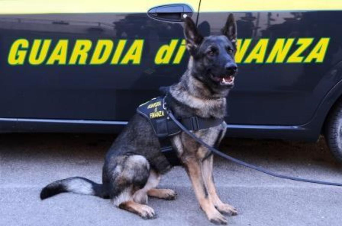 Le unità cinofile della Guardia di Finanza di Lecce