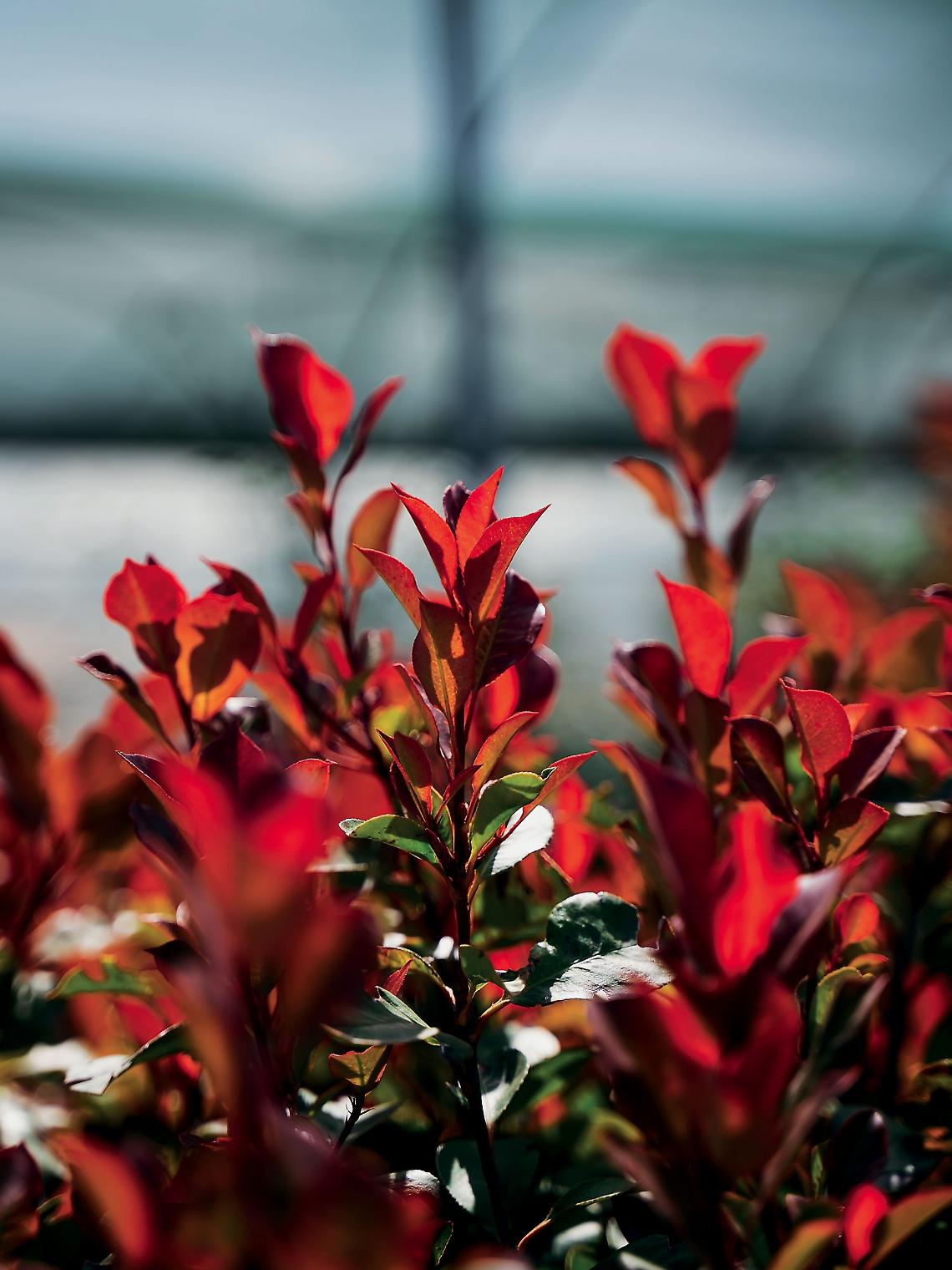 Photinia 