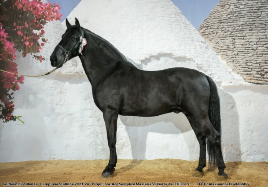 Cavallo Murgese, nuova edizione per mostra e concorso