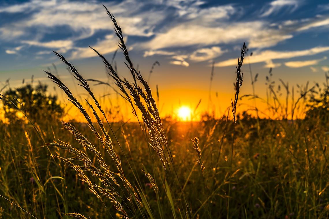 Agricoltura 