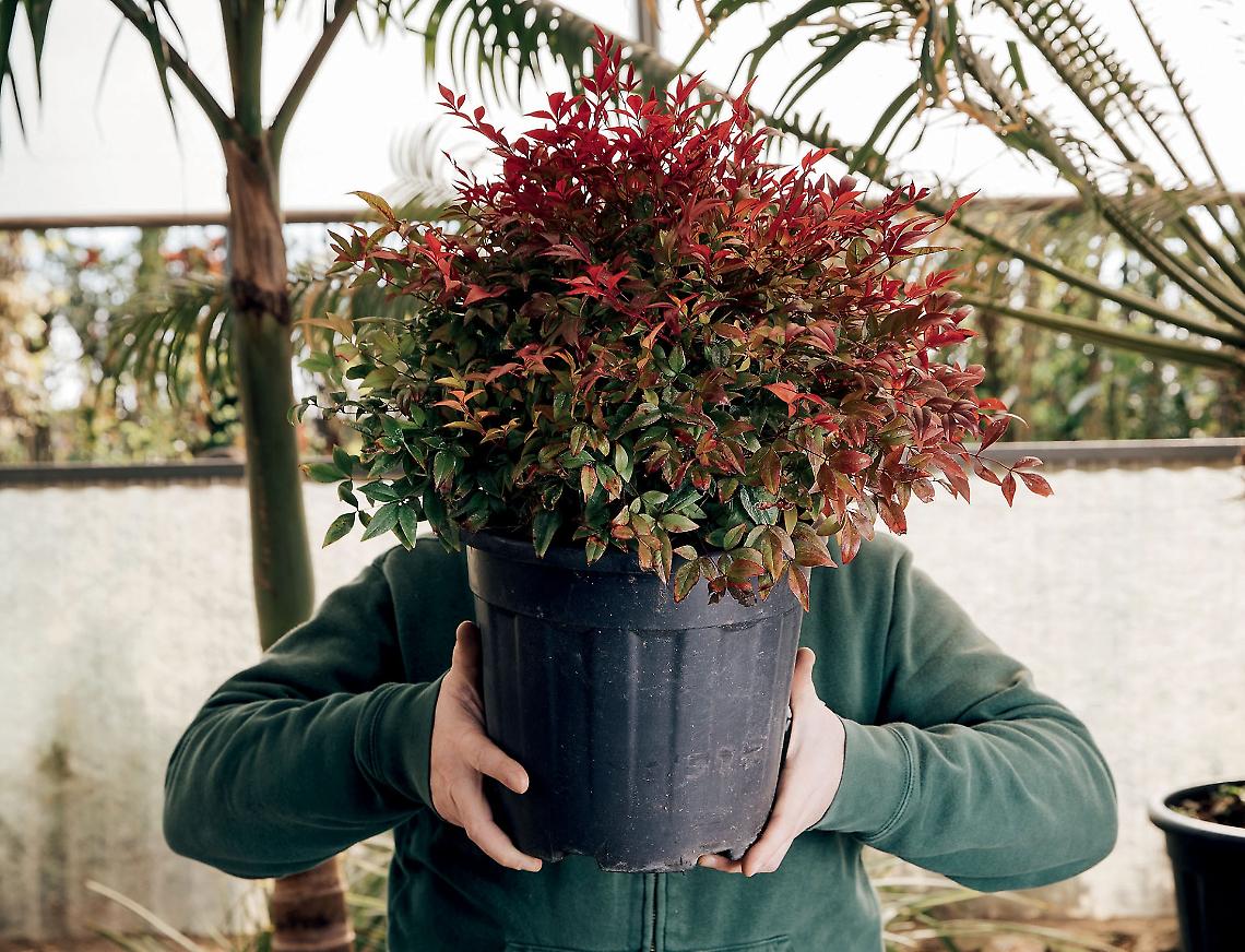 La Nandina Domestica