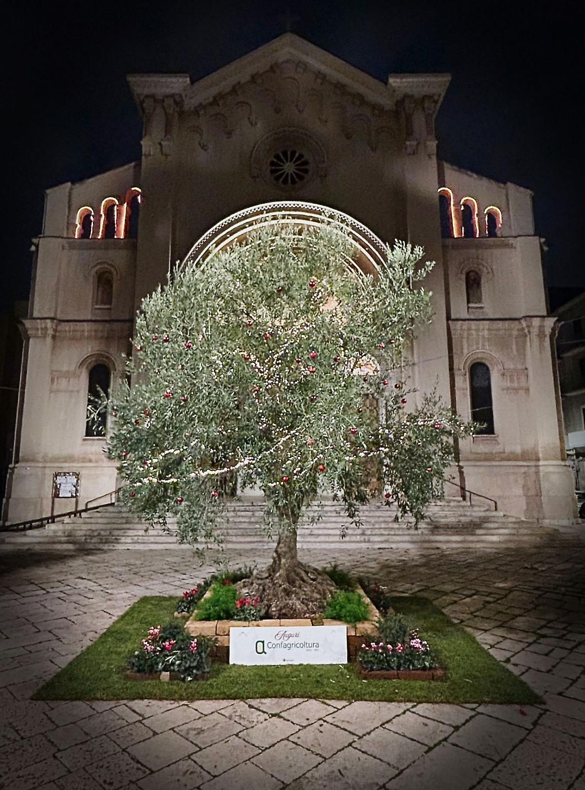 L'albero di ulivo donato alla città di Bari