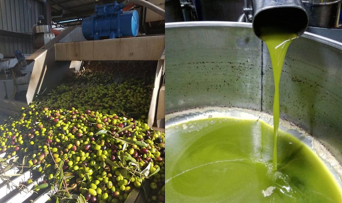 Dalle olive all'olio extravergine in frantoio