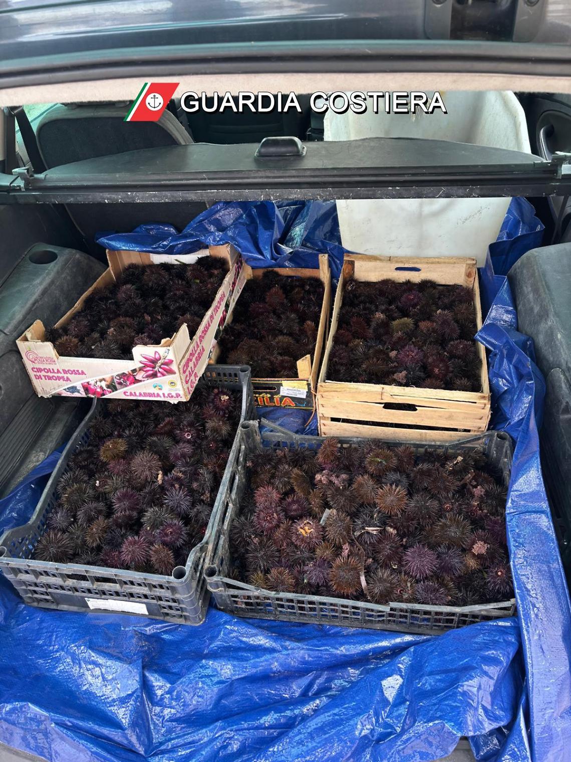 I ricci sequestrati dalla Guardia Costiera di Bari