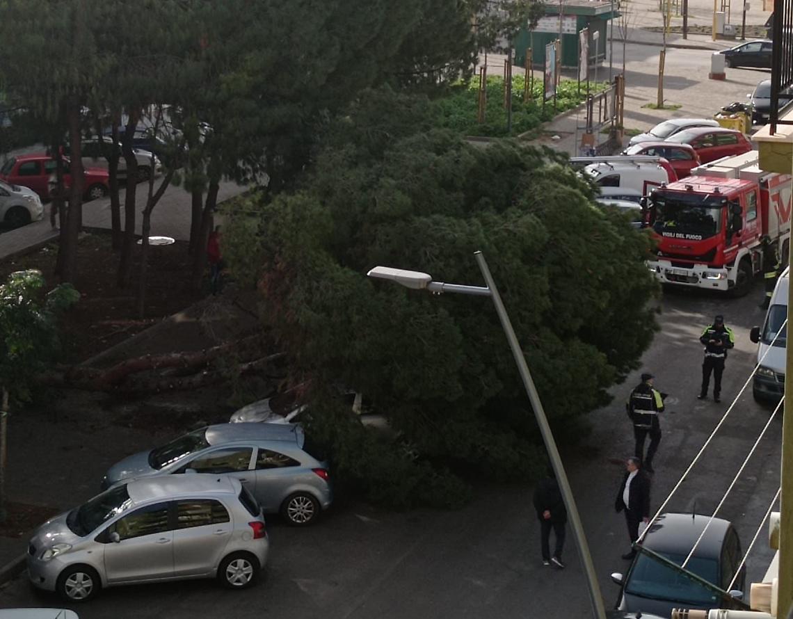 L'albero caduto al suolo in via Mannarini a Taranto - foto Francesco Manfuso