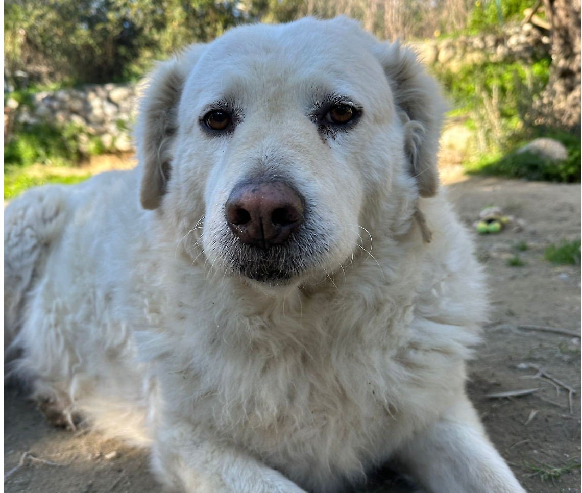 LNDC Animal Protection torna anche quest&rsquo;anno con la Campagna per la festa degli innamorati 