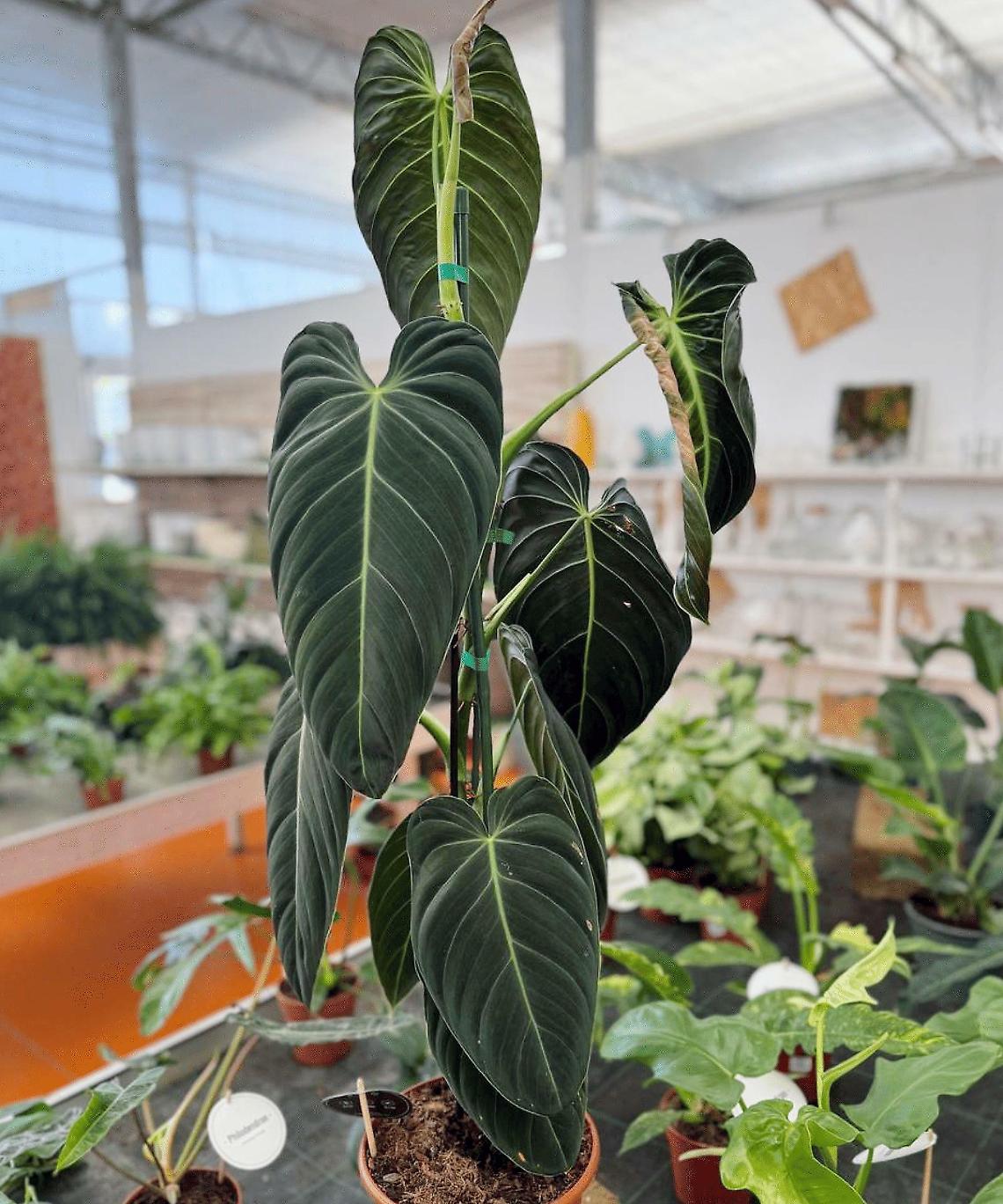"Parola" alla flora