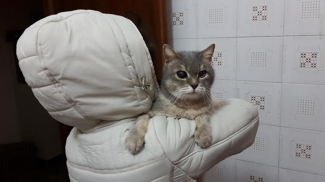 Al via il bando per il soccorso e la tutela dei gatti liberi