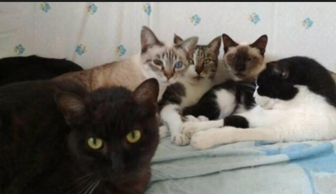 Gattini impiccati: orrore senza fine. Taglia da 1.000 euro per chi denuncia i responsabili