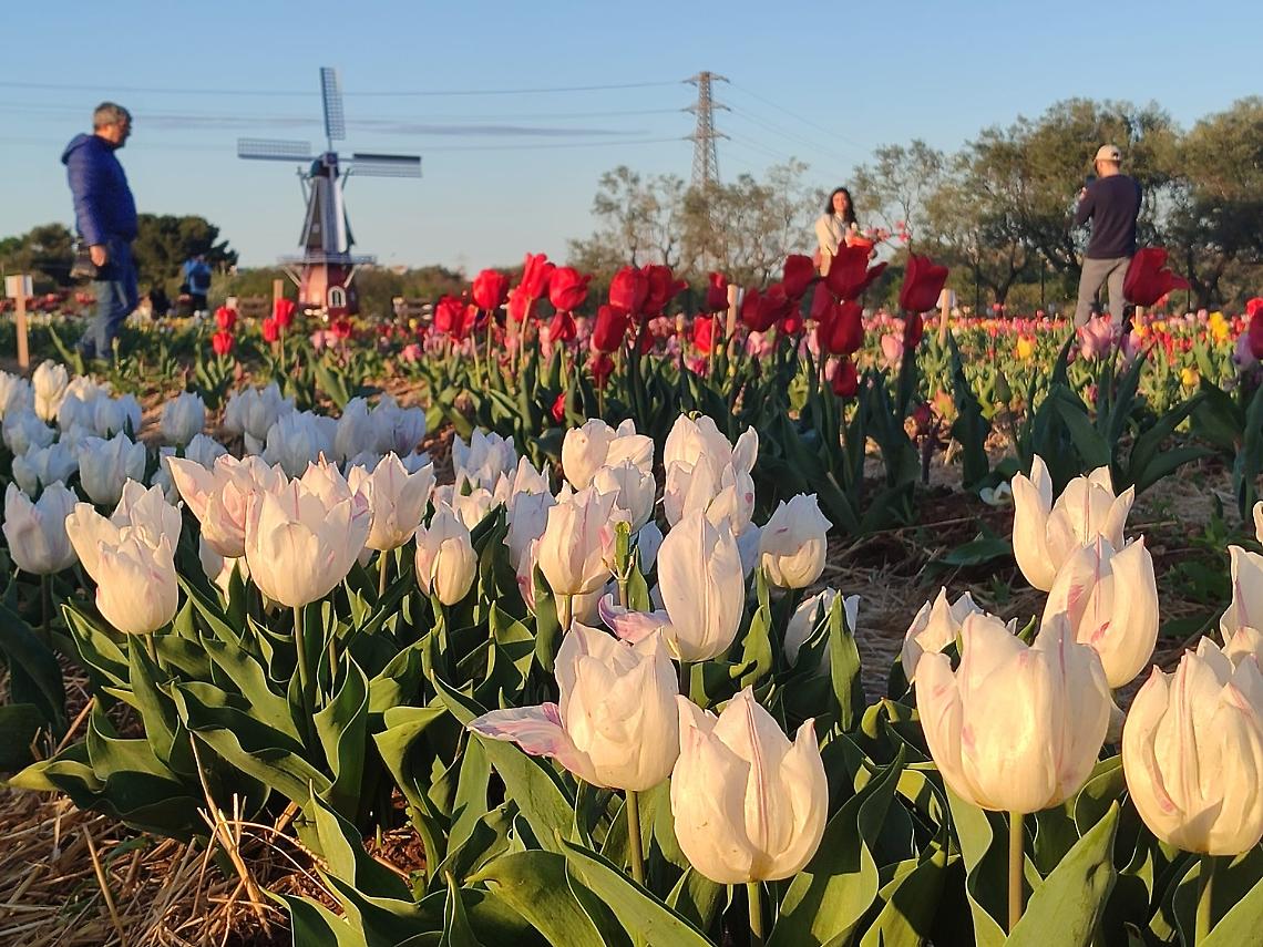 Tulipark 
