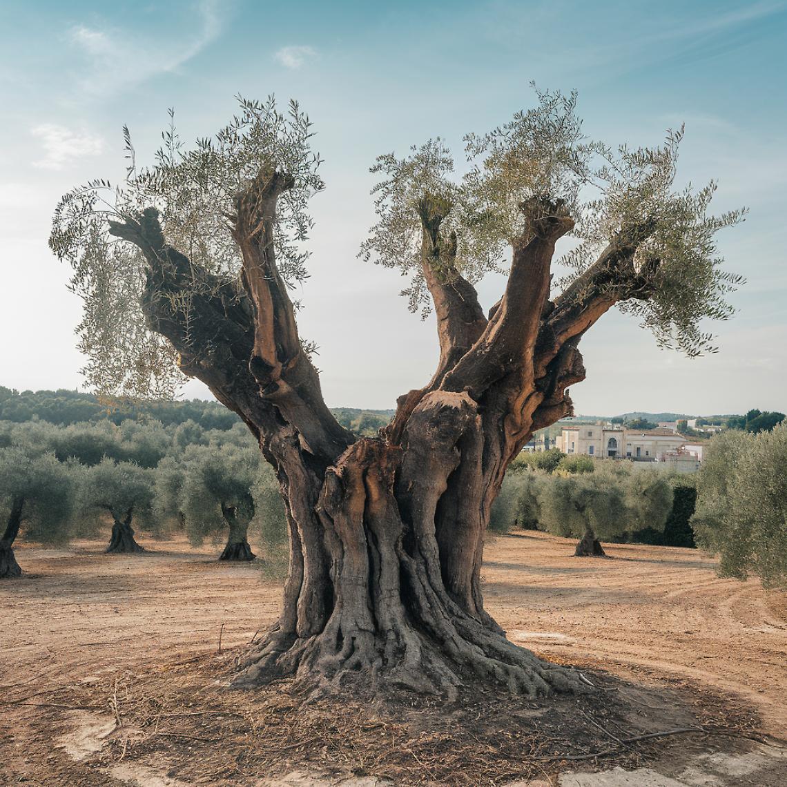 Un ulivo colpito dalla xylella