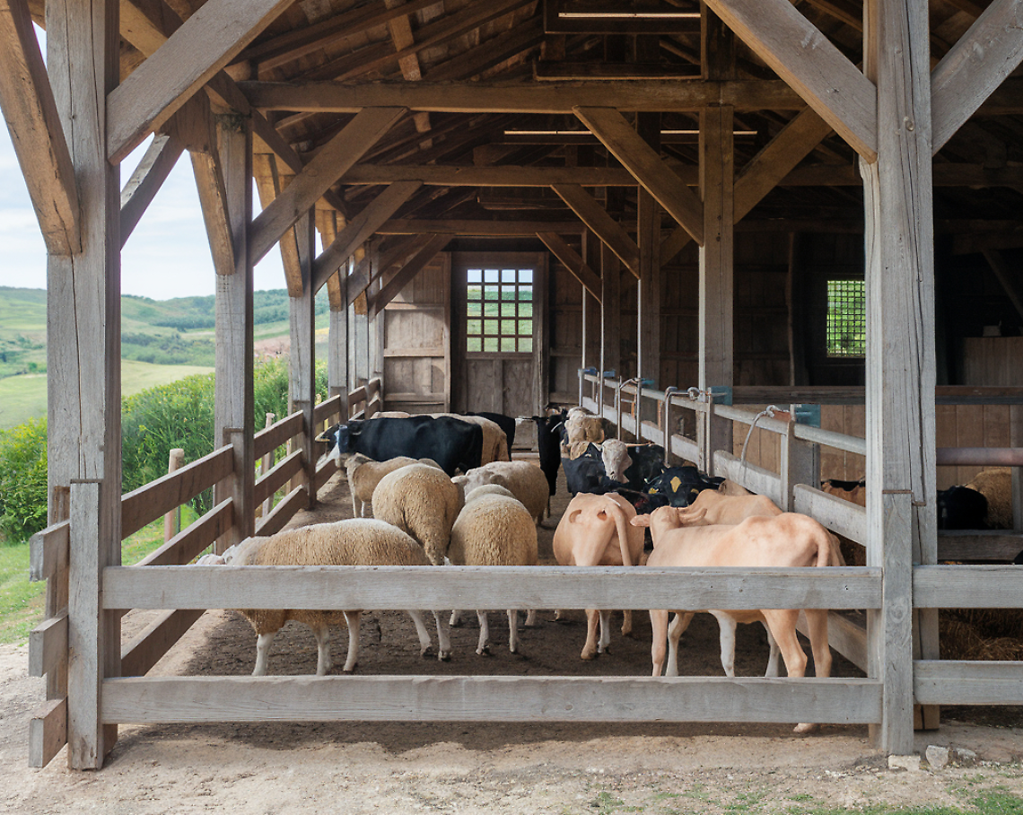 Una stalla in Puglia