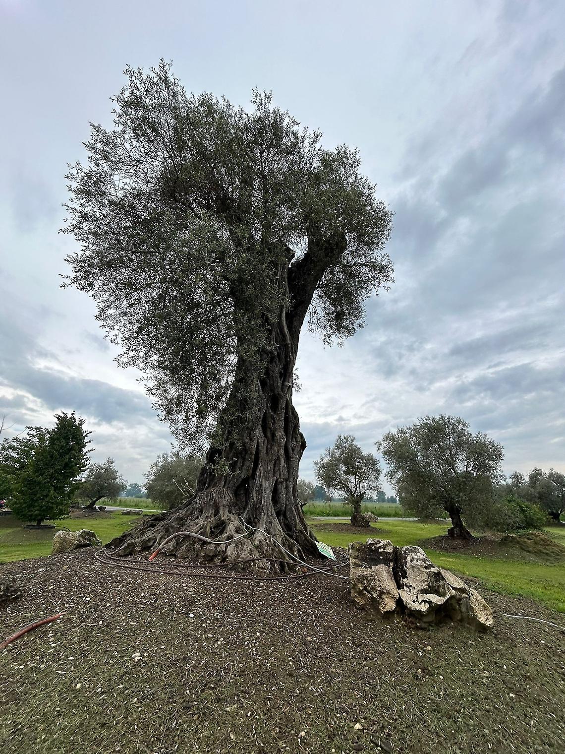 Alberi monumentali, la Puglia custode di 216 giganti verdi