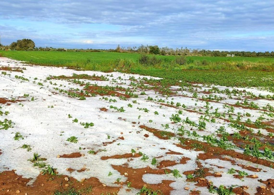 Gelate nel Salento, coltivazioni distrutte