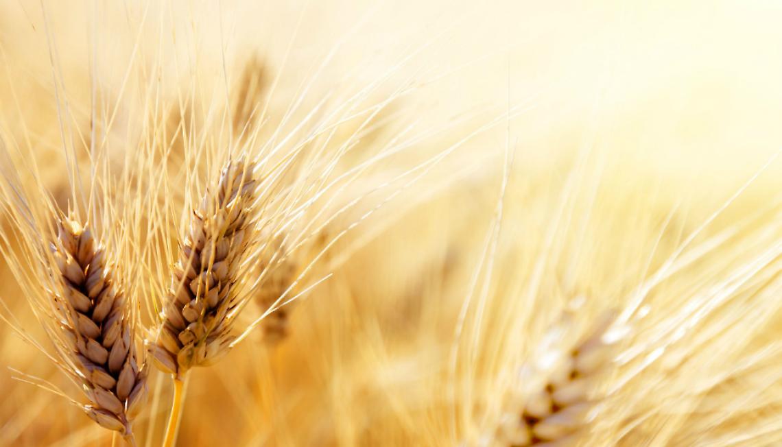 Grano - foto da welovepasta.it
