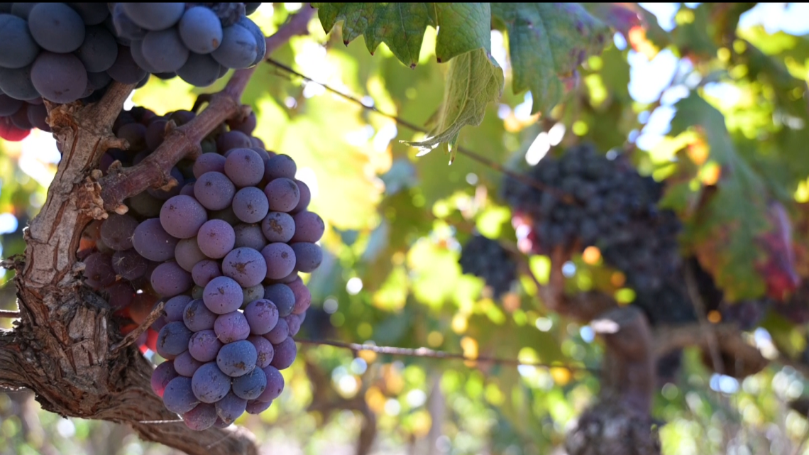 Uva da vino