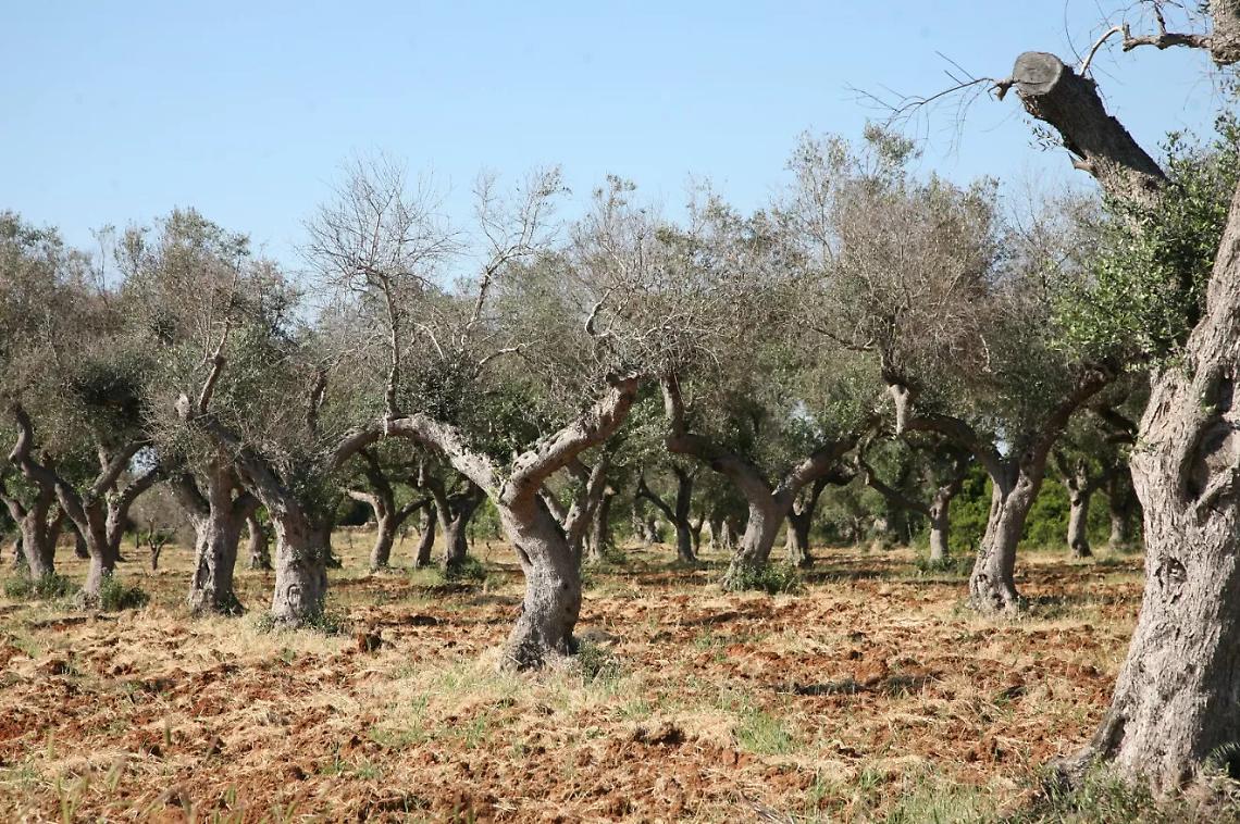 Gli ulivi colpiti da xylella a Minervino Murge