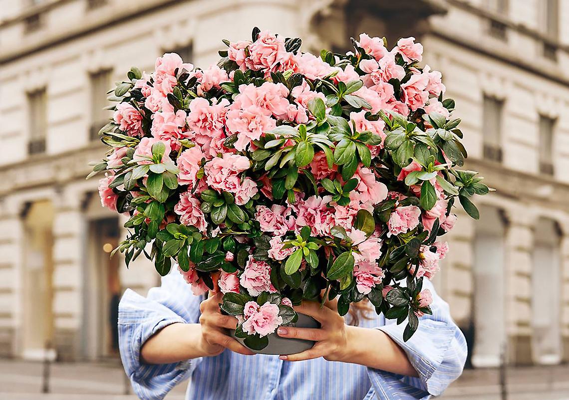 Azalea della Ricerca 