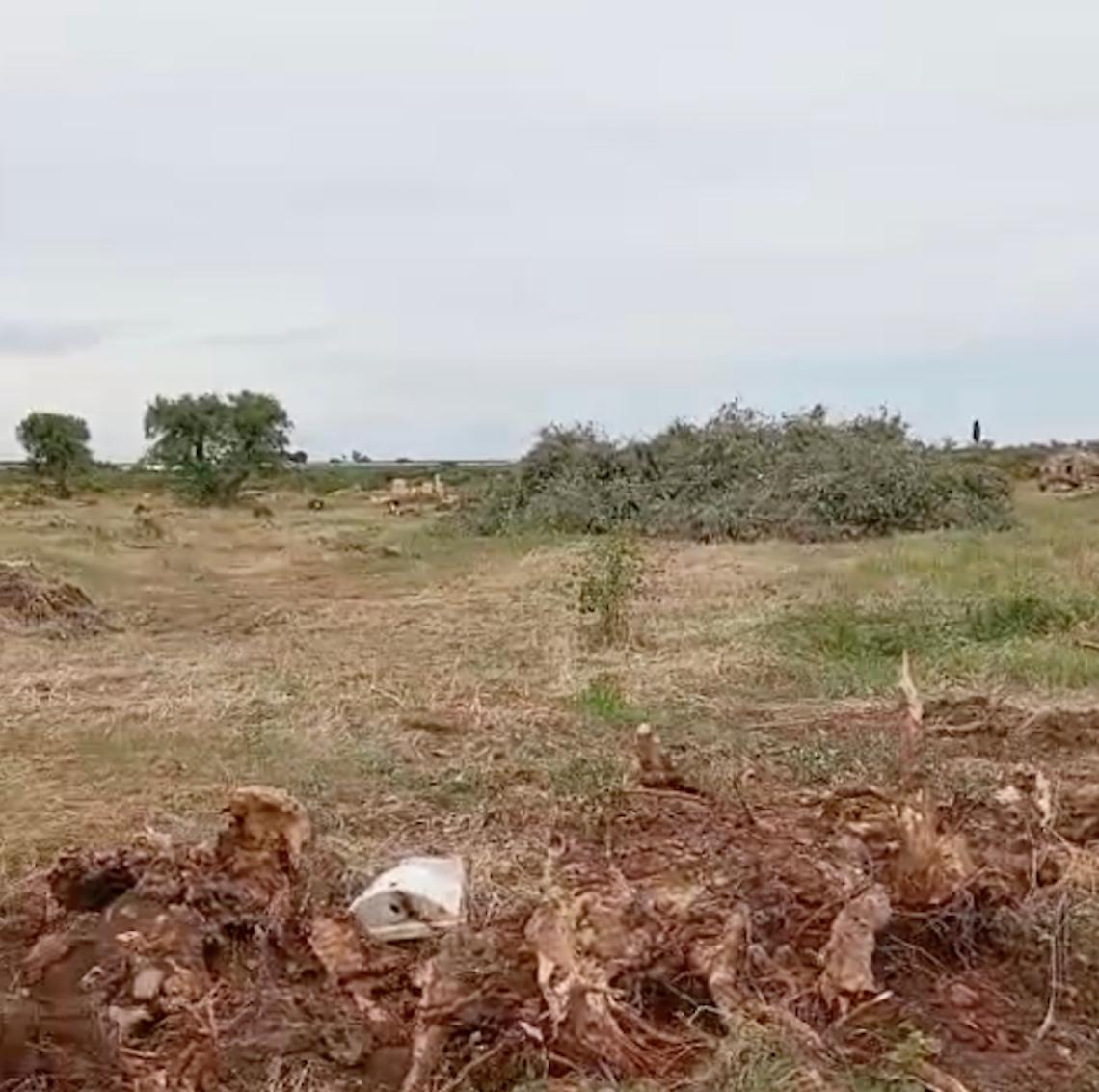 Fotovoltaico tra polemiche e chiarimenti: reimpianto previsto per 2.400 ulivi
