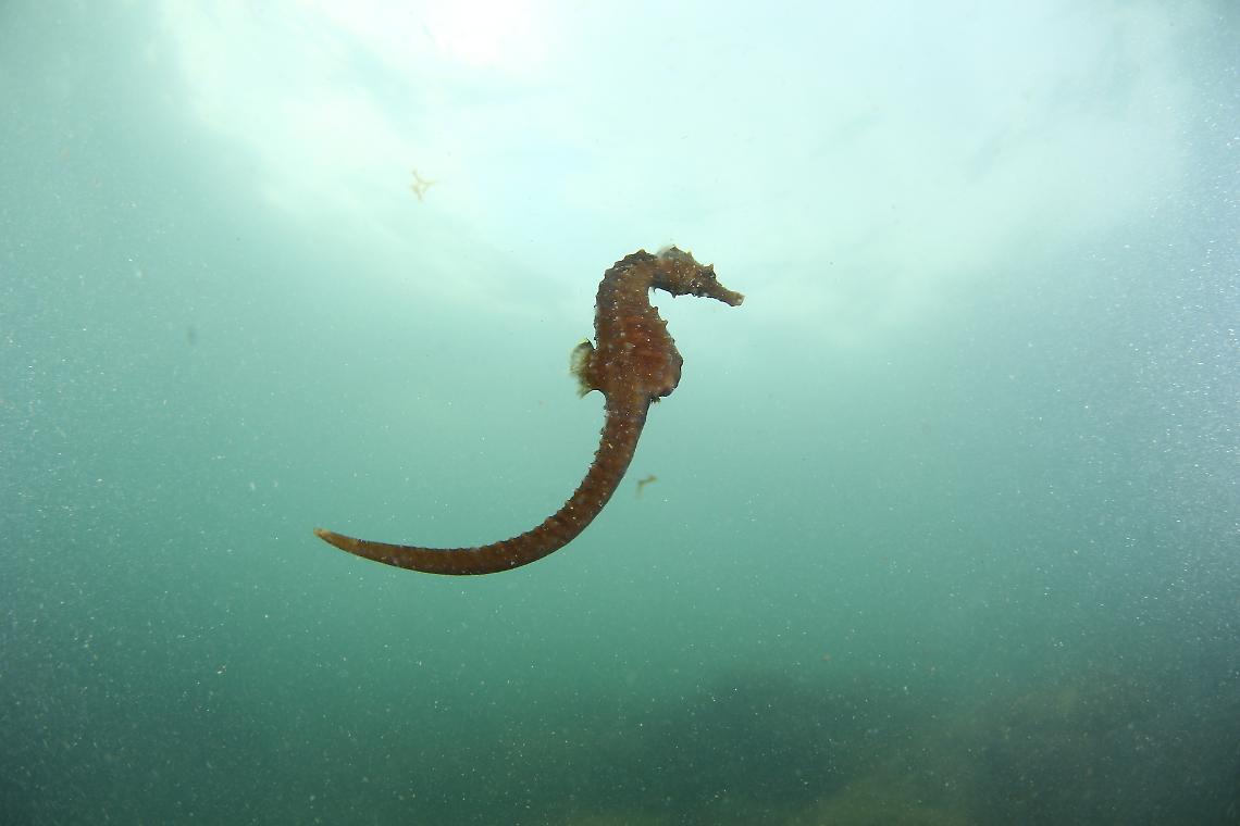 Signatidi - archivio 