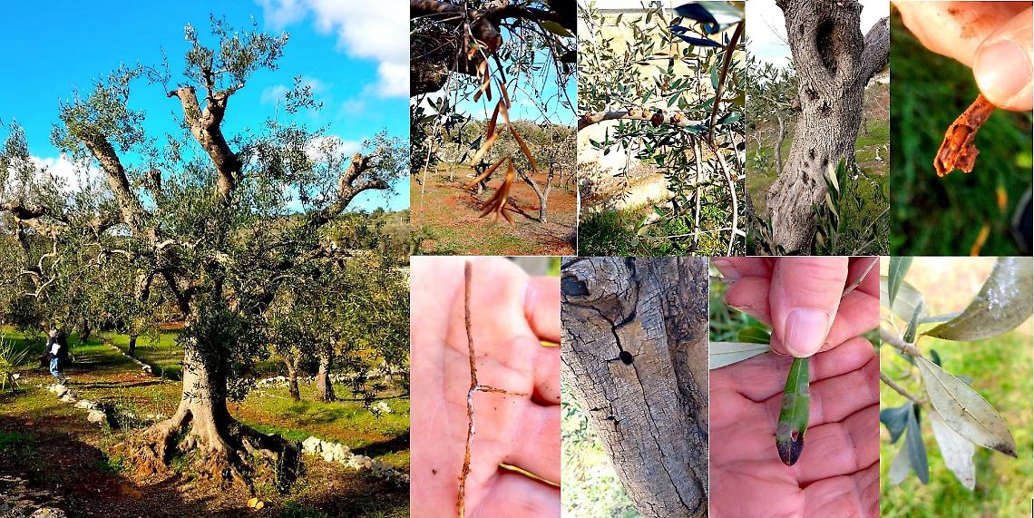 Gli ulivi colpiti da xylella tornano a produrre a Ostuni