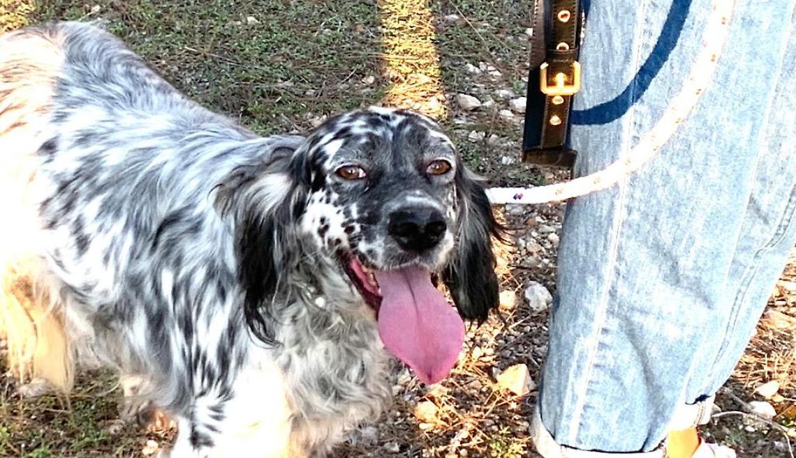 Un prontuario per il soccorso di cani o gatti