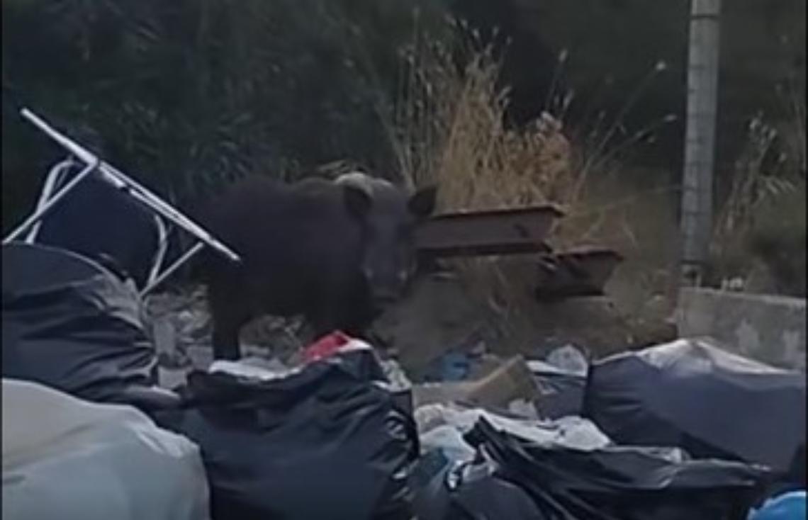 Cinghiali a Lido Azzurro alle porte di Taranto