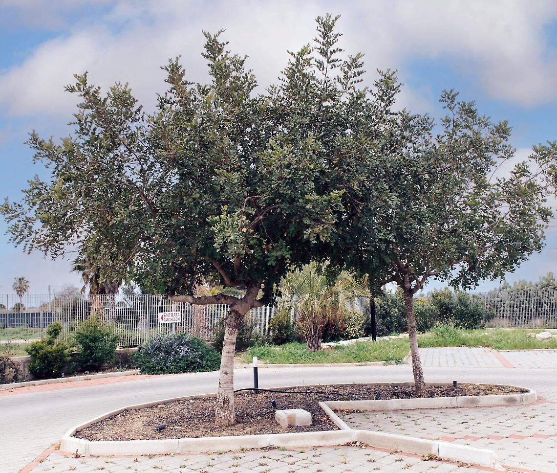 "Parola" alla flora