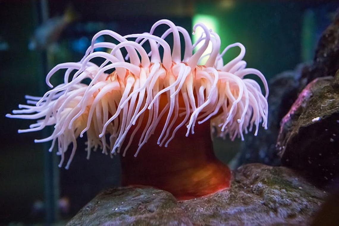 Anemoni di mare
