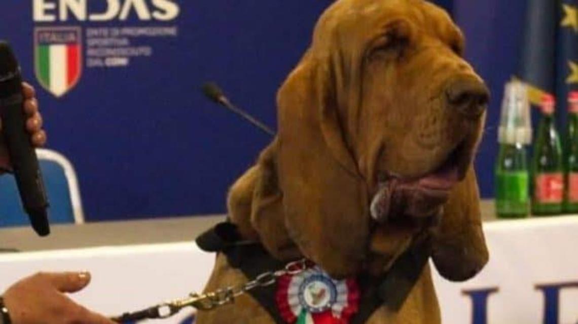 Il cane Bruno dell’Unità cinofila da Soccorso