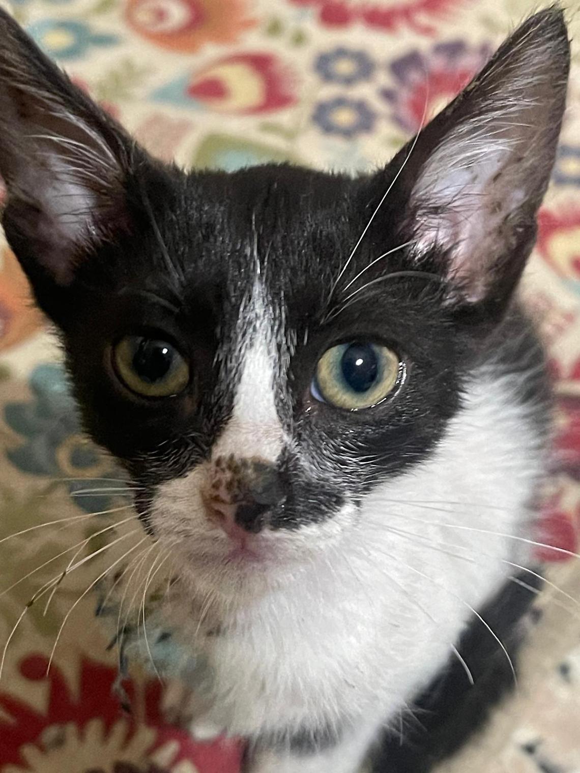 Il gattino con tre zampe adottato a Gravina in Puglia