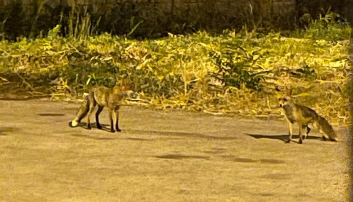 Due volpi rosse avvistate a Bari nel quartiere Mungivacca