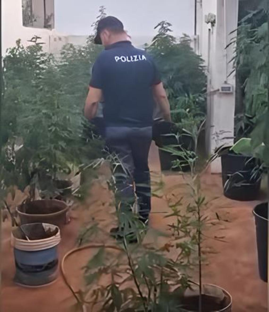 La piantagione di marijuana scovata dalla Polizia a Taurisano